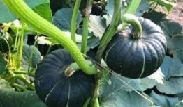 有哪些知名网红吃瓜群,揭秘知名网红的吃瓜群传奇