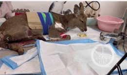 三只羊鹿哥爆料视频大全,三只羊神秘视频大揭秘