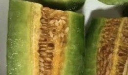 网红晨曦吃瓜,揭秘网红圈幕后故事