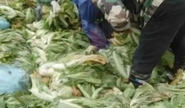 老坛酸菜最新爆料事件,最新爆料揭露行业乱象