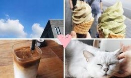 爆料可爱猫咪日常视频,萌宠猫咪的欢乐时光