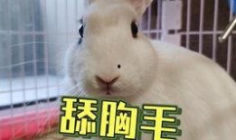 吃瓜02抖音网红,揭秘抖音网红背后的故事与魅力”