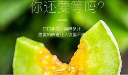 怎么吃网红的瓜,如何轻松吃遍热门话题