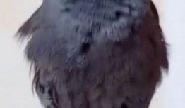 八哥最新爆料视频