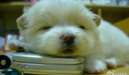 狗狗博客在线观看,在线观看，解锁萌宠生活新篇章