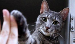 爆料可爱猫咪日常视频,萌宠猫咪的欢乐时光