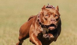 比特犬事件爆料最新消息,真相大白，背后黑幕曝光