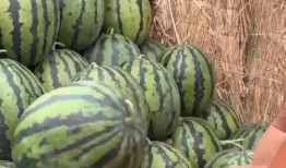 全国各地免费吃瓜爆料视频,免费吃瓜视频带你一网打尽各地风土人情