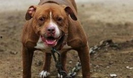 比特犬事件爆料最新消息,真相大白，背后黑幕曝光