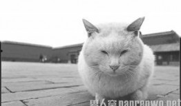 北京流浪猫豪宅爆料新闻,揭秘流浪猫的温馨家园