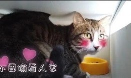 北京流浪猫豪宅爆料新闻,揭秘流浪猫的温馨家园