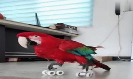 八哥最新爆料视频