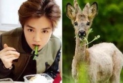 三只羊鹿哥爆料视频大全,三只羊神秘视频大揭秘