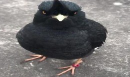 八哥最新爆料视频