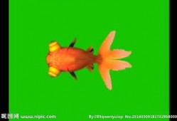 金鱼爆料视频大全最新版,最新版精彩内容大盘点