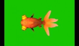 金鱼爆料视频大全最新版,最新版精彩内容大盘点