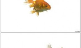 金鱼爆料视频大全最新版,最新版精彩内容大盘点